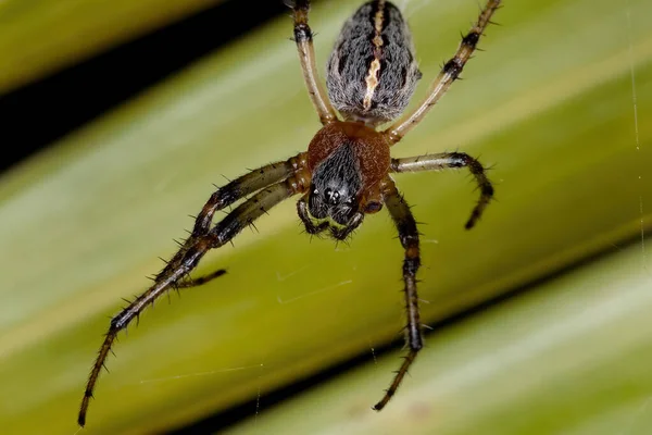 Orbweaver Clássico Espécie Alpaida Veniliae — Fotografia de Stock