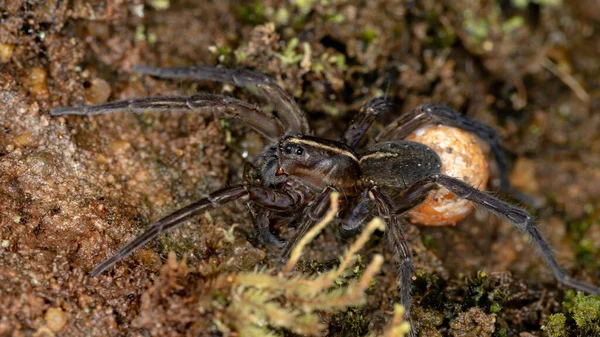 Wolfsspinne Der Art Allocosa Paraguayensis — Stockfoto