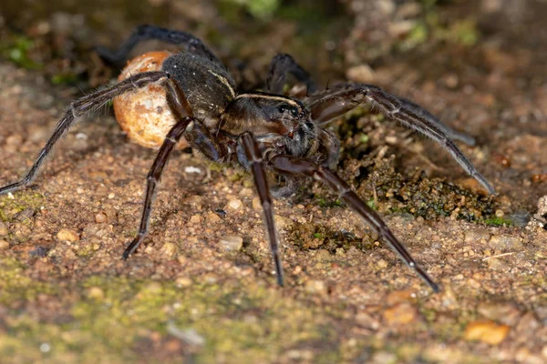 Wolf Spider Species Allocosa Paraguayensis — Stock Photo, Image