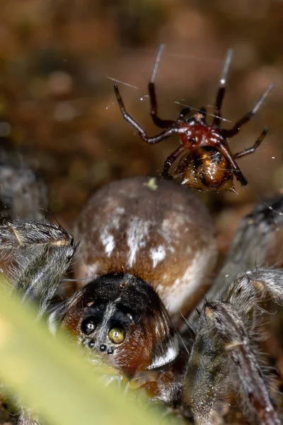 Паук Волк Вида Allocosa Paraguayensis — стоковое фото