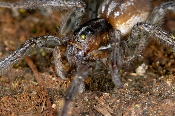 Wolf Spider Species Allocosa Paraguayensis — стокове фото