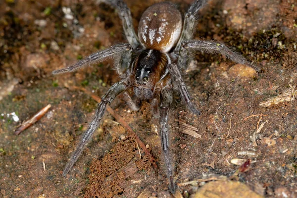 Wolf Spider Species Allocosa Paraguayensis — стокове фото