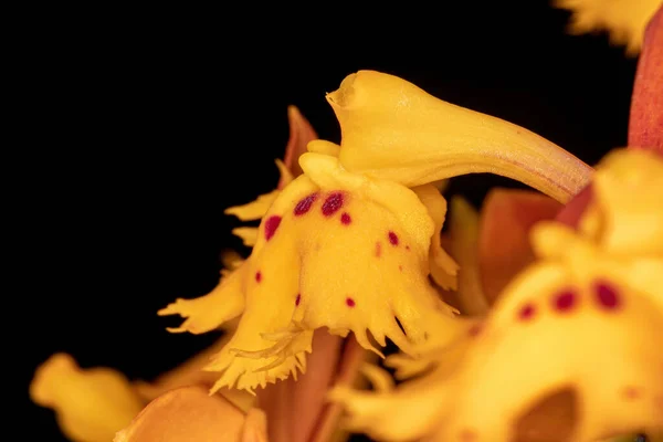 Κίτρινη Ορχιδέα Του Γένους Epidendrum — Φωτογραφία Αρχείου