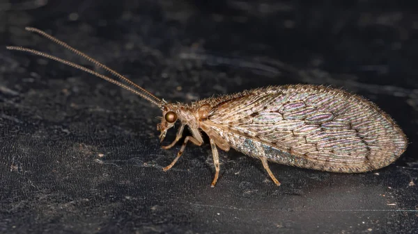 Brown Lacewing Family Hemerobiidae — Stock Photo, Image