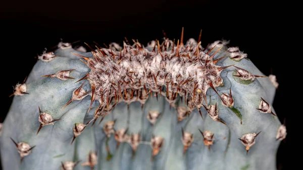 Cacto Cultivado Cheio Espinhos — Fotografia de Stock