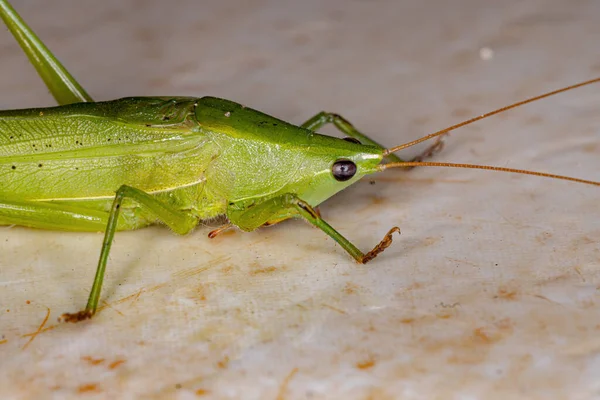 Genus Neoconocephalus Common Conehead — 스톡 사진