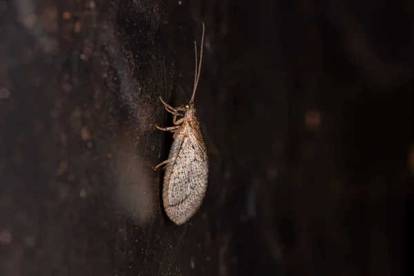 Hnědé Krajkové Křídlo Čeledi Hemerobiidae — Stock fotografie