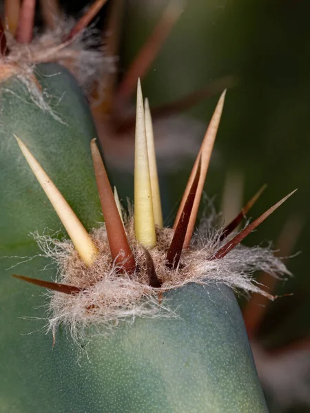 Espinhos Cacto Mandacaru Brasileiro Espécie Cereus Jamacaru — Fotografia de Stock