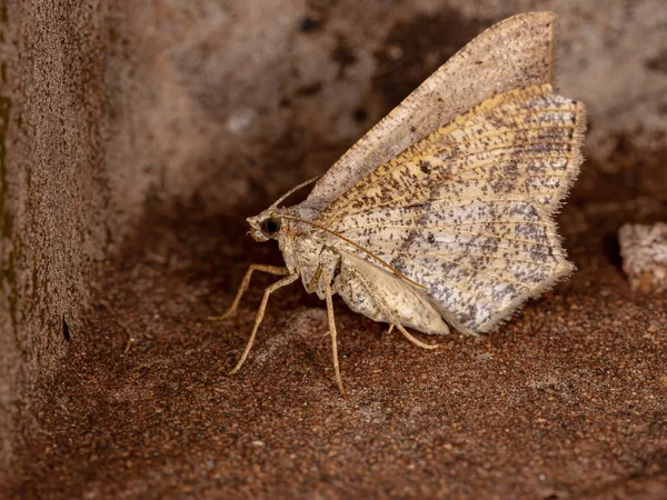 Geometer Moth Family Geometridae — Stock Photo, Image
