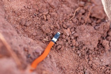 Reinhardt 'ın Burrowing Snake türü Apostolepis assimilis