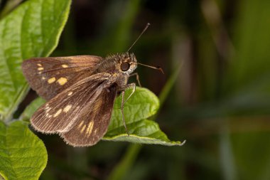 Hesperiidae ailesinin Brezilyalı Skipper 'ı