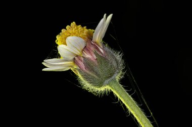 Bitkinin çiçeği Tridax procumbens