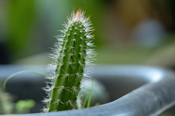 Cacto Cultivado Cheio Espinhos — Fotografia de Stock