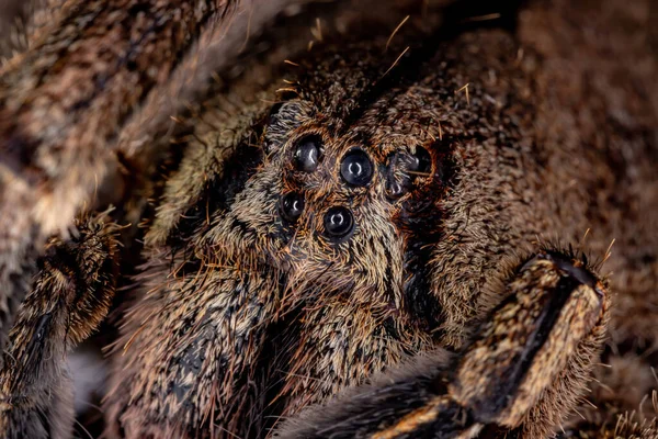 Brasilianische Wanderspinne Der Art Phoneutria Eickstedtae — Stockfoto