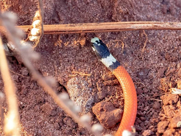 Reinhardt Burrowing Snake Species Apostolepis Assimilis — стокове фото