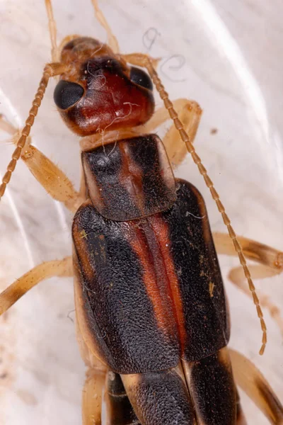 Earwig Shore Espécie Labidura Riparia — Fotografia de Stock