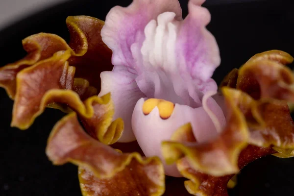 Pequeña Flor Color Marrón Púrpura Una Orquídea Familia Orchidaceae Con —  Fotos de Stock
