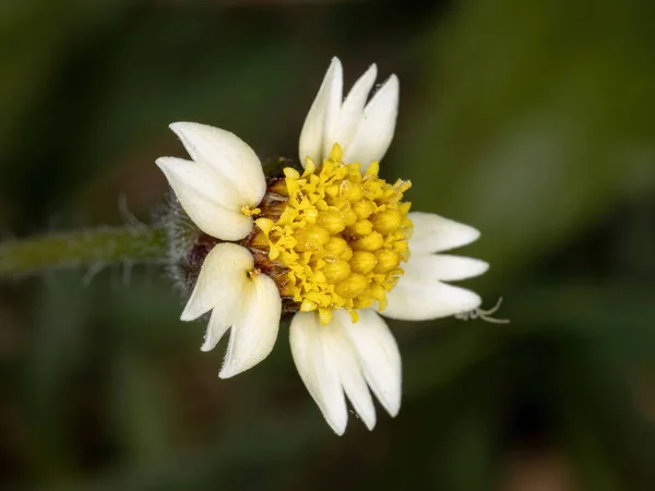 Flor Planta Tridax Procumbens — Fotografia de Stock