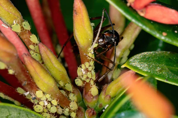 Pequeña Hormiga Carpintera Del Género Camponotus —  Fotos de Stock