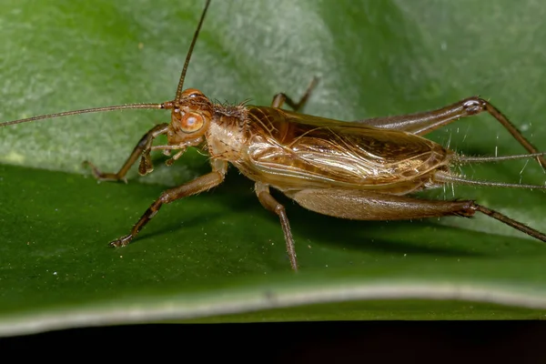 Ground Cricket Family Trigonidiidae — 스톡 사진