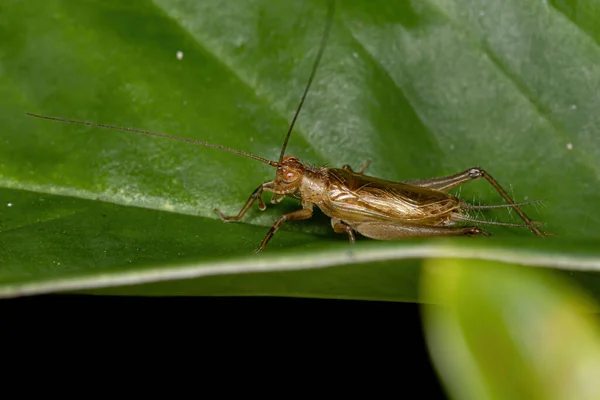 Krykiet Ziemny Rodziny Trigonidiidae — Zdjęcie stockowe