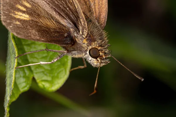 Βραζιλιάνος Καπετάνιος Της Οικογένειας Hesperiidae — Φωτογραφία Αρχείου