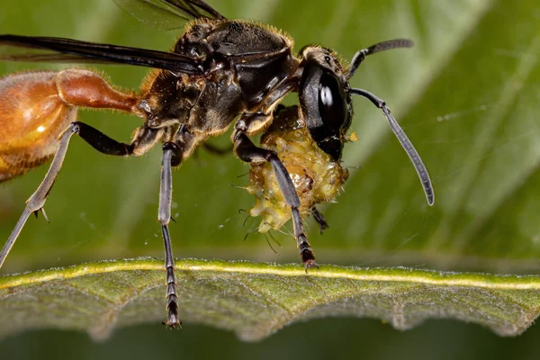 Long Waisted Honey Wasp Genus Polybia Preying Caterpillar Family Lycaenidae — Stock Photo, Image