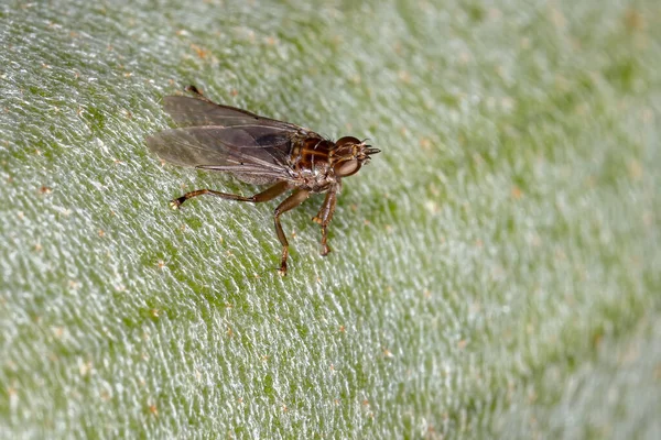 Louse Fly Family Hippoboscidae — Stock fotografie