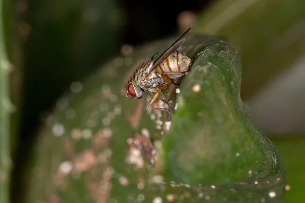 House Fly Tribe Coenosiini — Stock fotografie