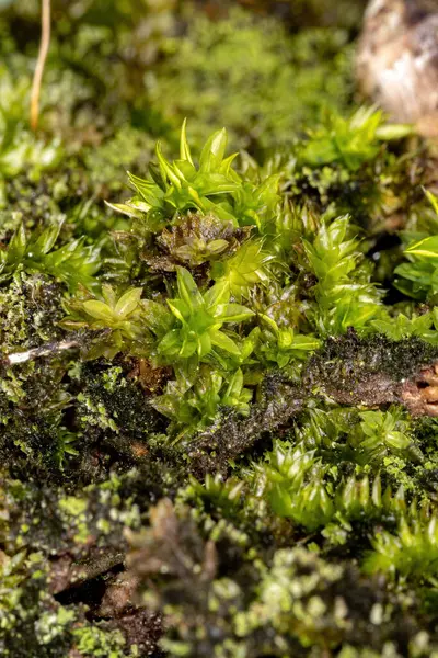 Бразильский True Mosses Class Bryopsida — стоковое фото