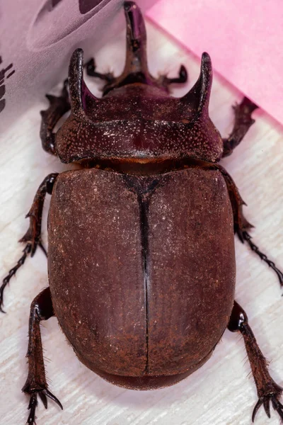 Besouro Rinoceronte Brasileiro Espécie Coelosis Bicornis — Fotografia de Stock