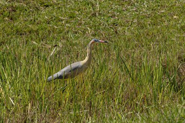 Türünün ıslık çalan balıkçıl Syrigma sibilatrix