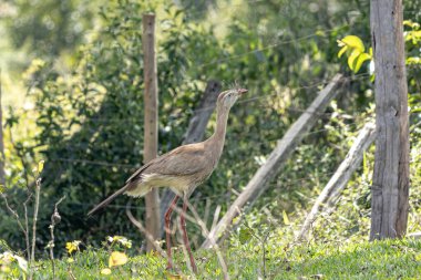 Cariama cristata türünün kırmızı bacaklı serisi