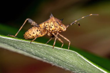 Zicca cinsinin Yaprak Ayaklı Böceği