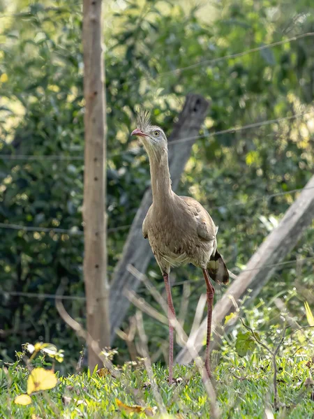 Cariama Cristata — 스톡 사진