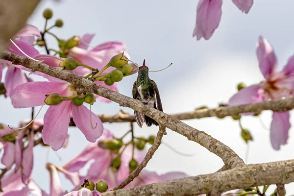 Glittering Throated Emerald Species Amazilia Fimbriata — Stock Photo, Image