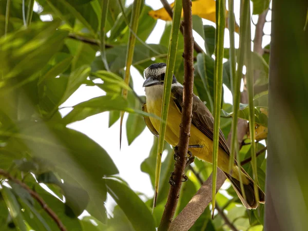 Velký Kiskadee Druhu Pitangus Sulphuratus — Stock fotografie