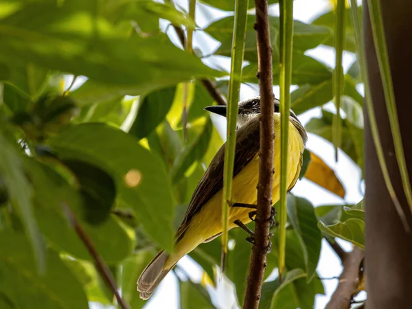 Velký Kiskadee Druhu Pitangus Sulphuratus — Stock fotografie