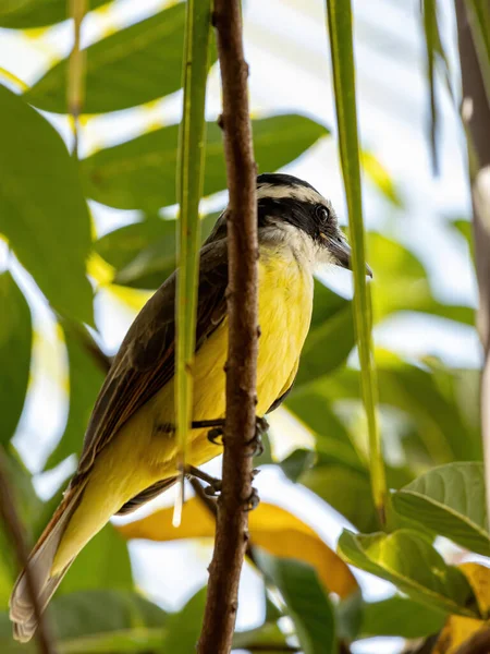 Stora Kiskadee Arten Pitangus Sulphuratus — Stockfoto