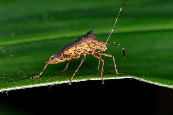 Zicca Cinsinin Yaprak Ayaklı Böceği — Stok fotoğraf