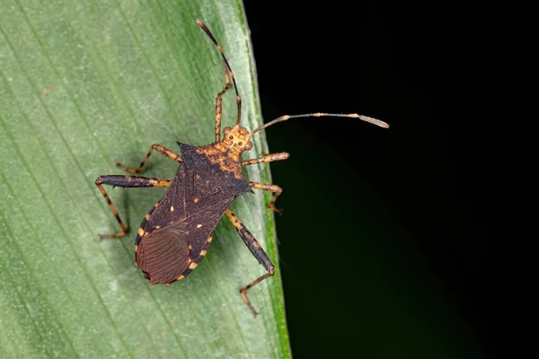 Leaf Footed Bug Genus Zicca — 스톡 사진