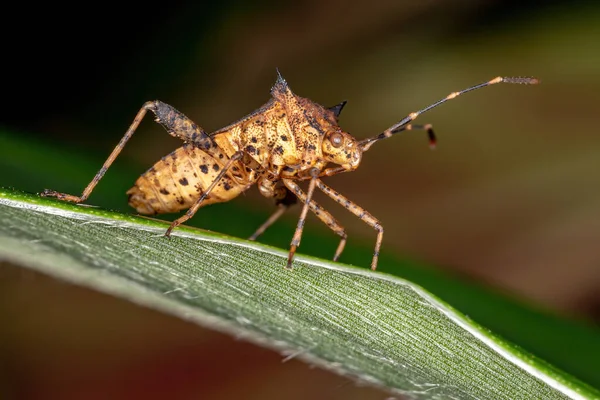 Bug Zampa Foglia Del Genere Zicca — Foto Stock