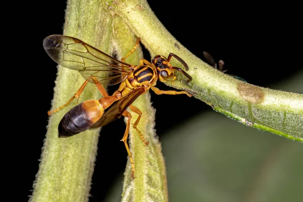 Papierwespe Der Art Agelaia Pallipes — Stockfoto