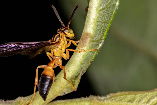 Paper Wasp Species Agelaia Pallipes — Stock Photo, Image