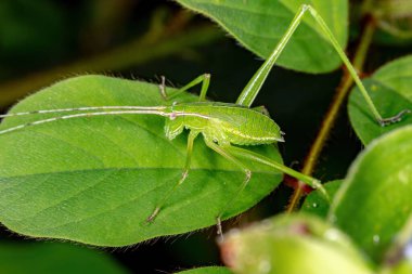 Hyperophora cinsinden Phaneropterine Katydid