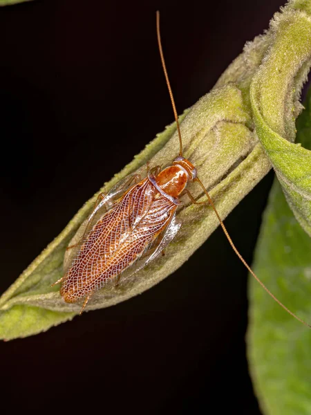 Houtkakkerlak Van Familie Ectobiidae — Stockfoto