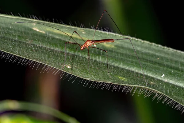 Berytidae Család Tűlevelű Bogara — Stock Fotó