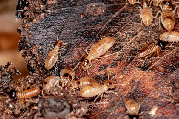 Nasute Termite Podrodziny Nasutitermitinae — Zdjęcie stockowe
