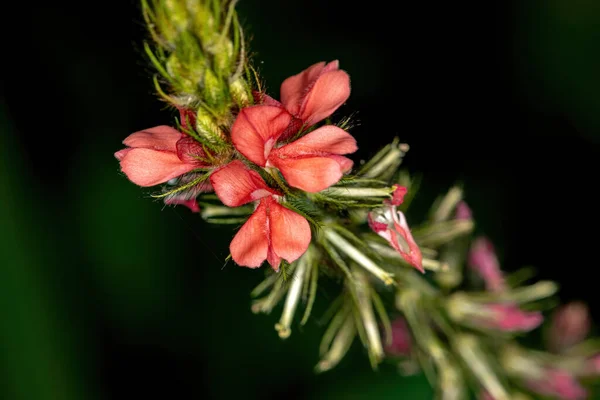 Ίντιγκο Λουλούδι Της Genus Indigofera — Φωτογραφία Αρχείου