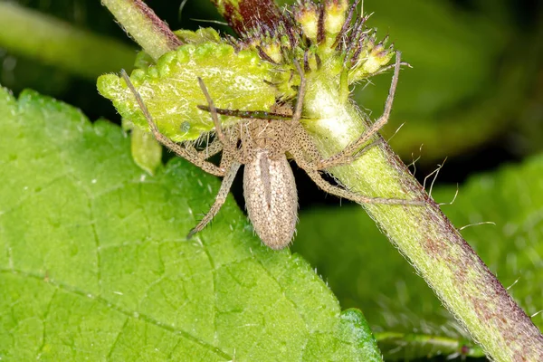 Aranha Caranguejo Família Philodromidae — Fotografia de Stock